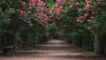 Vietnam Ornamental Botanical Park