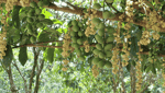 Khu Du Lịch Sinh Thái Vườn Trái Cây Trung An-7
