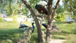 Yasmin Farm-8