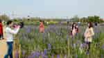 Nhat Tan tourist area-8