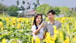 Cánh đồng hoa hướng dương An Phú-4