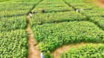 Cánh đồng hoa hướng dương An Phú-2