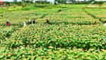 Cánh đồng hoa hướng dương An Phú-5