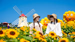 太陽祭り2026