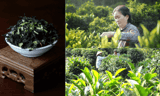 Trà Phú Hội – Hương Trà Ngọt Dịu Từ Vùng Đất Nhơn Trạch, Đồng Nai