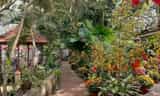Happy Family Guesthouse: Ốc Đảo Xanh Giấu Mình Bên Dòng Mê Kông