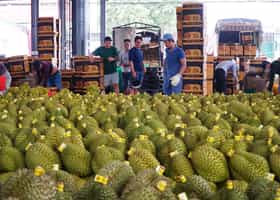 Dak Lak Durian Festival 2026