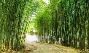 Nguyen Binh 대나무 숲의 평화로운 녹지 공간.