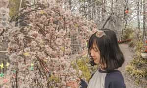 Thien Son Thinh An Gia 소나무 언덕의 매력적인 벚꽃 정원.