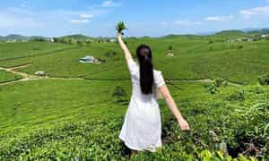 Với tổng diện tích 230ha và độ cao 1650m, đồi chè Cầu Đất trải dài mênh mông, tạo nên một khung cảnh đẹp mắt hệt như một tấm thảm xanh khổng lồ.