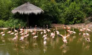 富国岛珍珠游猎公园 (Vinpearl Safari Phu Quoc Park) 被认为是成千上万人的共同家园。