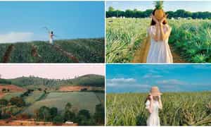 Tam Diep 菠萝山 - 吸引众多游客的旅游胜地。