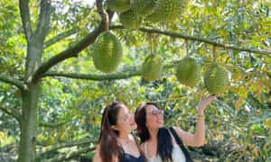 Cách trung tâm TP Cần Thơ hơn 20km, Làng Vitamin (khu vực Bình Hòa, phường Trường Lạc, quận Ô Môn) là điểm đến đang “hot” dành cho các “tín đồ” sầu riêng.
