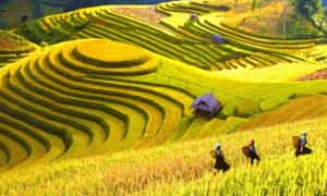 Bản Lìm Mông mùa lúa chín