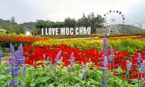Địa điểm check in của nhiều du khách khi du lịch Mộc Châu