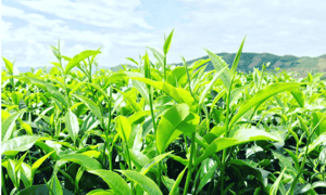 Những búp chè xanh non đang vươn mình trong nắng.