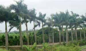 Du lịch làng vườn Bách Thuận