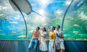 Khám phá đại dương thu nhỏ tại thủy cung Vinpearl