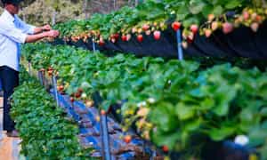 Vườn dâu tây Chimi Farm còn nổi tiếng bởi sở hữu công nghệ tiên tiến, hiện đại nhất Tây Bắc