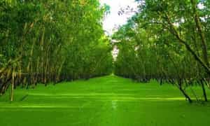 Tra Su Melaleuca 숲의 아름다움