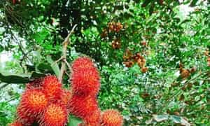 Cù Lao Tân Quy mùa quả chín