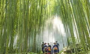 Rừng trúc Pù Lầu là một phong cảnh tuyệt sắc không thể bỏ lỡ nếu như bạn có dịp đến thăm Bắc Kạn