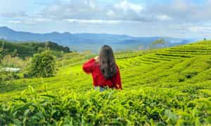 Không chỉ nổi tiếng với những cánh đồng chè xanh bát ngát, nơi đây còn mang đến cho bạn nhiều trải nghiệm có 1-0-2 với những hoạt động thú vị như săn mây, check-in cafe, thưởng thức ẩm thực…