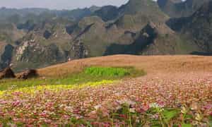 가을에는 하장(Ha Giang) 깜손산(Cam Son Mountain)을 방문하고 메밀꽃의 아름다움을 감상해보세요.