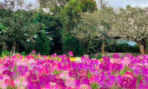 광대한 푸른 산과 숲 속에 있는 동산(Dong Xanh) 공원은 중앙고원의 미니어처 그림과 같습니다.
