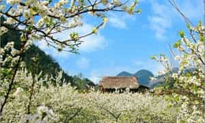 新年第一天，Ban Lac Mai Chau 鲜花盛开