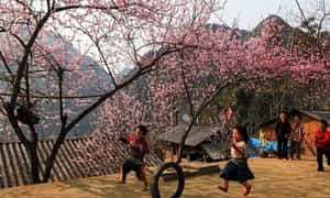 Mùa xuân về, hoa đào khoe sắc trên cao nguyên Dào San.