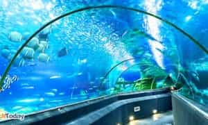 Viện Hải dương học Nha Trang - Lý do hấp dẫn du khách