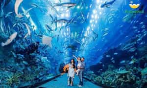 Bước vào thế giới đại dương kỳ thú tại Sea World, du khách như được dạo bước giữa lòng đại dương sâu thẳm, thỏa sức ngắm nhìn tận mắt gần 30.000 sinh vật biển