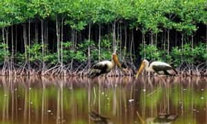 Hệ sinh thái ngập mặn tại khu du lịch rừng Đước