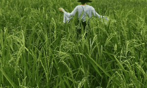 Những cánh đồng lúa trải dọc theo bờ sông Lèn tại bản Pác Ngòi.