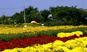 Làng hoa Mê Linh - Top 10 làng hoa đẹp nhất miền Bắc