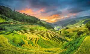 Cao Nguyên Sìn Hồ mùa lúa chín