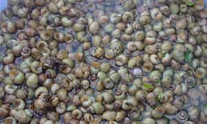 Nơi đây không chỉ nổi tiếng bởi phong cảnh thiên nhiên hoang sơ trong lành mà còn bởi món ốc gạo đặc biệt.