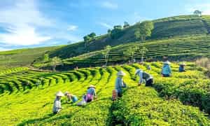 Đồi chè Cầu Đất là một điểm du lịch hấp dẫn của Đà Lạt, nơi thu hút du khách với những cánh đồng chè xanh mướt, trải dài tít tắp.