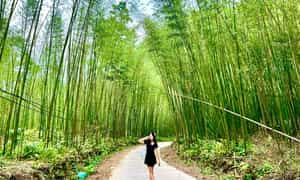 Rừng trúc Pù Lầu vẫn giữ được vẻ hoang sơ vốn có, thu hút nhiều bạn trẻ đến check-in.
