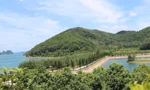 Không gian xanh mát trên đảo Thẻ Vàng Quảng Ninh