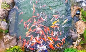 Khu Du Lịch Lá Phong ở Đà Lạt nổi tiếng với hồ cá Koi lớn được xây dựng đẹp mắt và gần gũi với thiên nhiên.