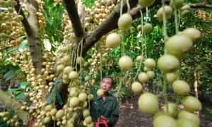 Cù Lao Tân Quy chốn xanh yên bình đến lạ