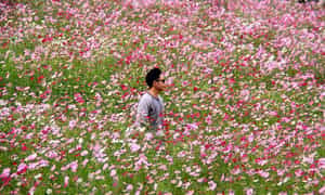 Những cánh đồng hoa như tô điểm cho không gian Mộc Châu Happy Land thêm phần sinh động.
