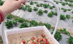 Bạn nên đến Vườn dâu tây Chimi Farm vào cuối tháng 11, tháng 12 hoặc tháng 1 ngay lúc mùa dâu chín đỏ mọng