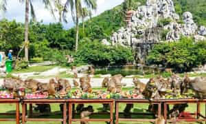 Thức ăn của khỉ chủ yếu là đậu phộng, bắp, đậu nành, chuối,… được khu du lịch cung cấp hàng ngày vào mỗi buổi sáng sớm.