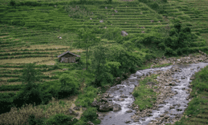Một Y Tý rất đỗi nên thơ