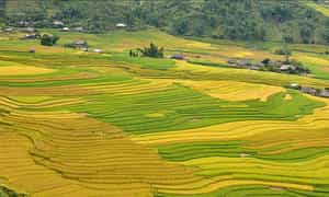 Cánh đồng Mường Lò di sản của núi rừng Tây Bắc