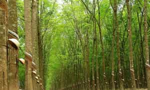 平福不仅以大象瀑布等诗意旅游胜地而闻名，而且还拥有许多广阔的橡胶林，其中最著名的是布当橡胶林。