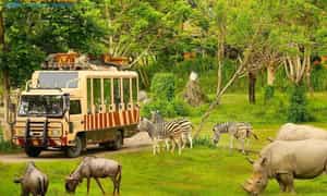 在Vinpearl Safari Phu Quoc的野生动物园，游客可以乘坐电动车以“自由动物，圈养人”的新颖形式游览。